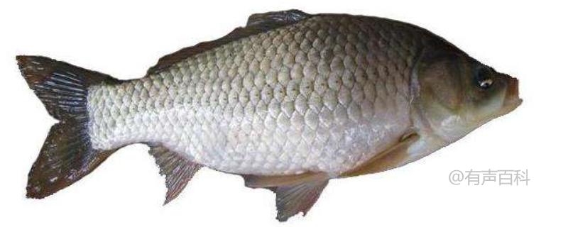 最新鯽魚品種詳解，探索新品種的魅力