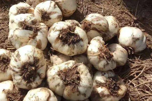 探訪小巷中的獨特百合小店，新鮮百合上市季節(jié)揭秘！