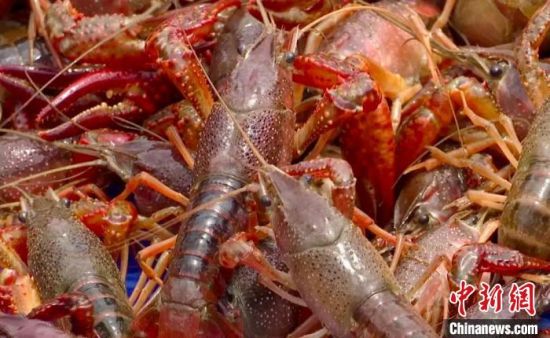 小龍蝦上市公司，產(chǎn)業(yè)繁榮下的多維視角深度剖析