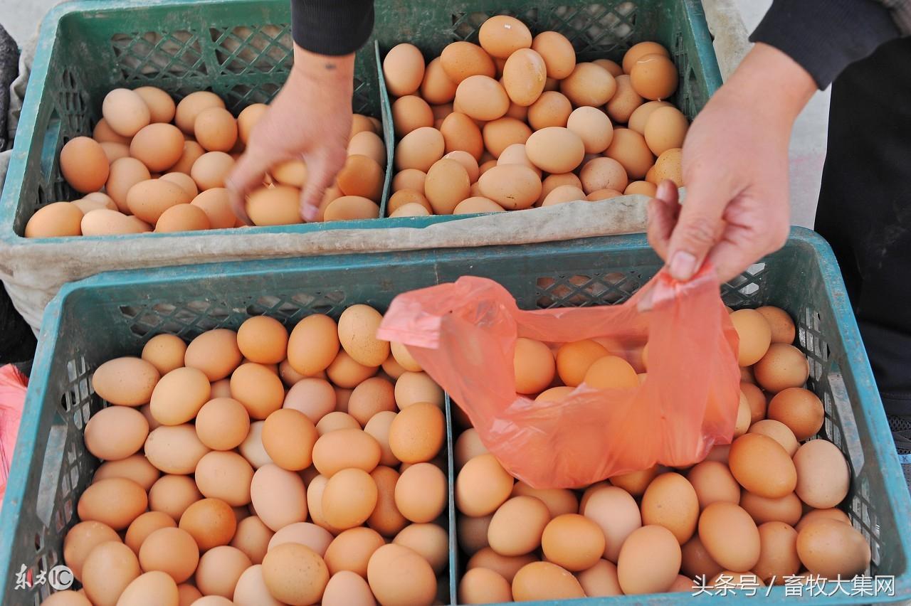 全國雞蛋最新批發(fā)價(jià)，市場分析、趨勢預(yù)測及影響因素全解析