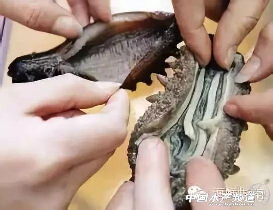 珍貴友情與海參故事，80-100頭海參價(jià)格表與珍貴體驗(yàn)