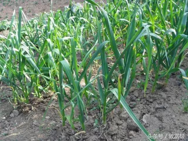 安丘大蒜最新市場價格揭秘，小巷深處的蒜香寶藏！