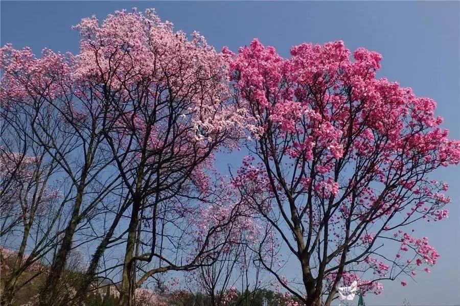 櫻花行情，浪漫滿溢的櫻花季來臨！