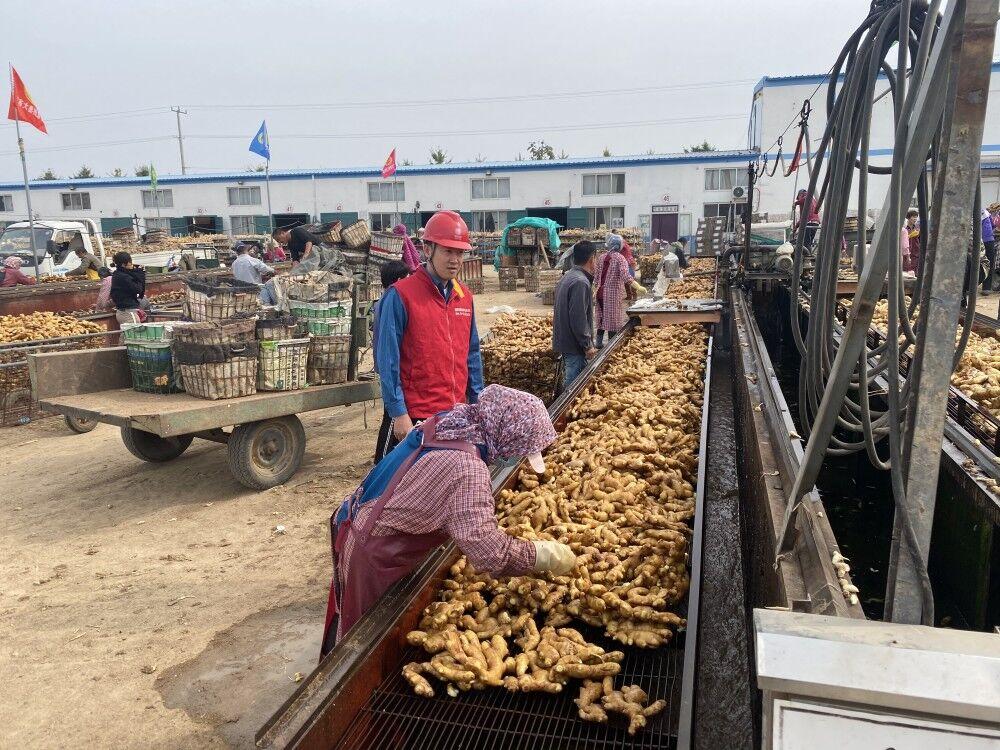 小姜價格行情深度解析，揭秘市場行情??