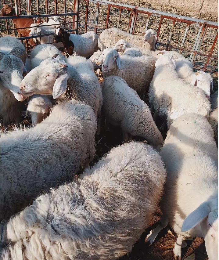 科技重塑農業(yè)格局，玉米最新價格與智能引領未來趨勢分析