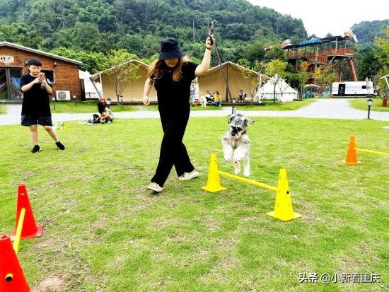 狗狗萌態(tài)新片段，小巷深處的萌寵樂(lè)園探秘