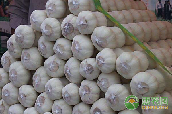 今日大蒜行情深度解析與預測