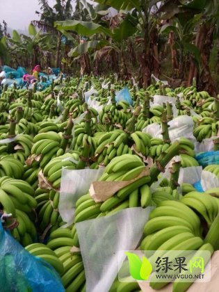 廣西香蕉產(chǎn)地價格行情探索，一場尋求內(nèi)心寧靜的香蕉之旅