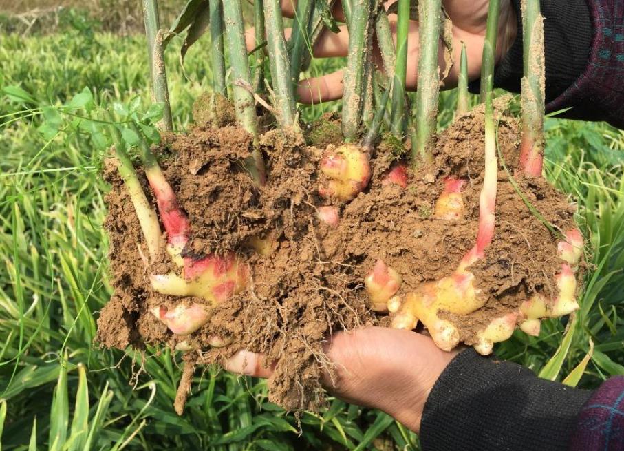 生牛肉市場(chǎng)行情深度解析，市場(chǎng)走勢(shì)、影響因素及未來(lái)趨勢(shì)分析