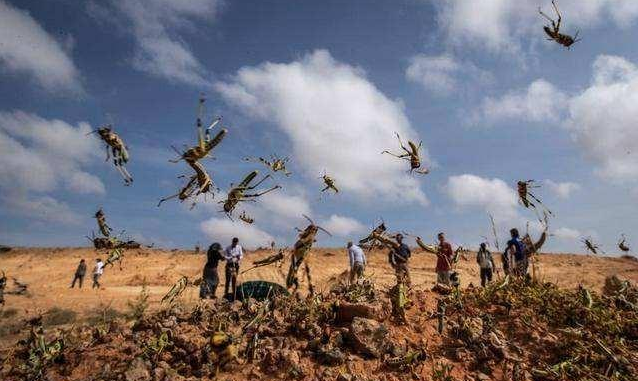 最新蝗蟲(chóng)災(zāi)害動(dòng)態(tài)及小巷中的獨(dú)特風(fēng)味探索