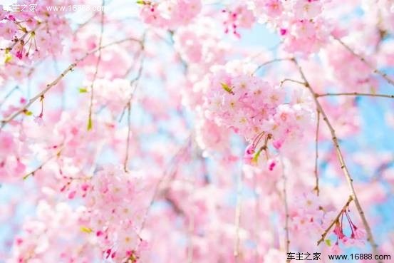 浪漫櫻花電影，櫻花約定與友情綻放的約定之旅