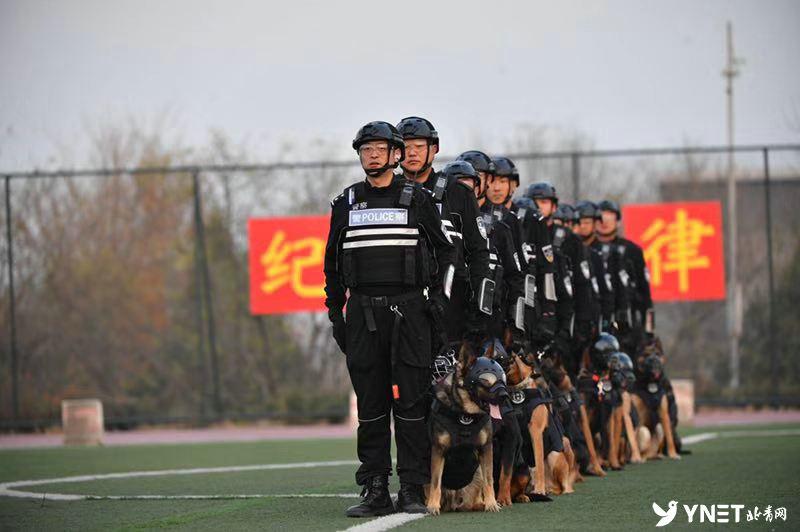 牧羊犬比賽超燃現(xiàn)場(chǎng)，激烈競(jìng)技展現(xiàn)犬只天賦！