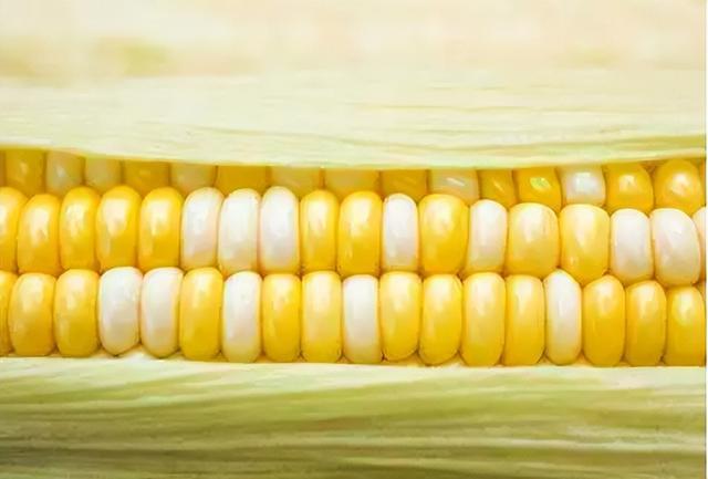 鮮食玉米行情深度解析，自然美景下的旅行探索之旅