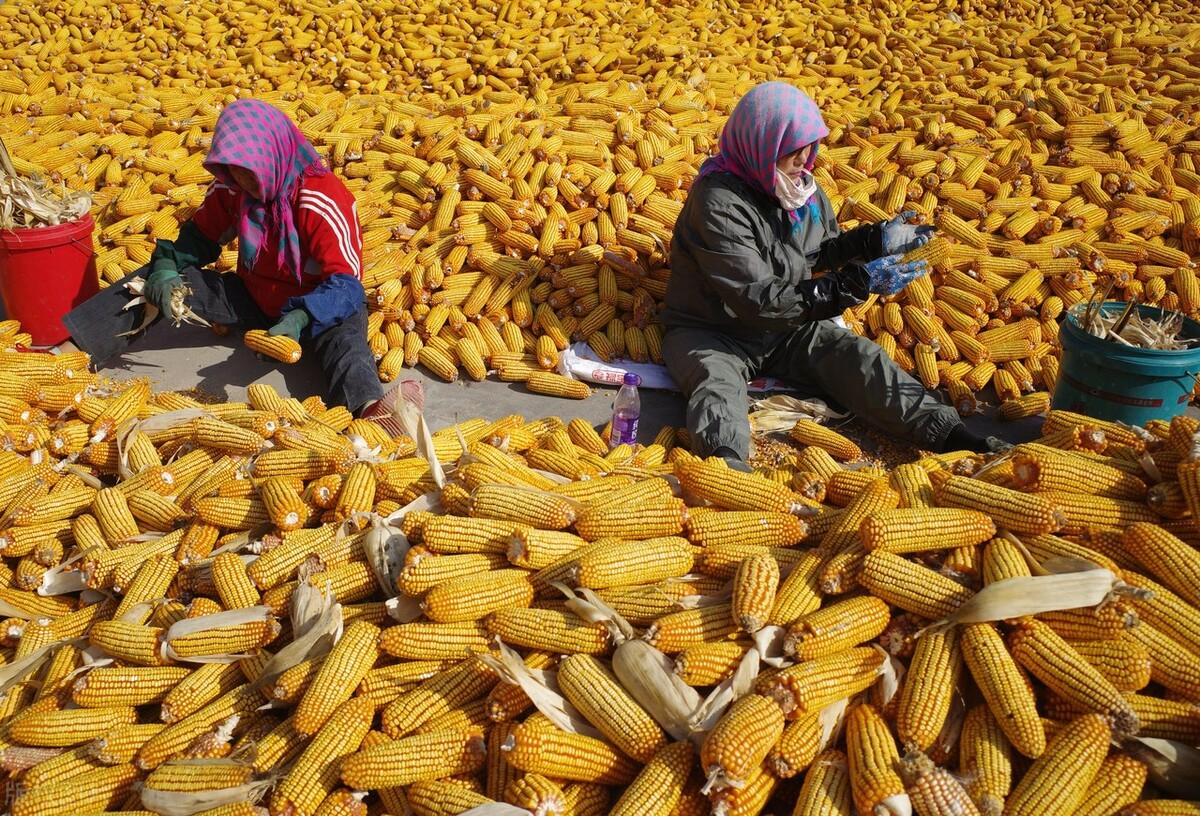 玉米價(jià)格實(shí)時(shí)動態(tài)更新