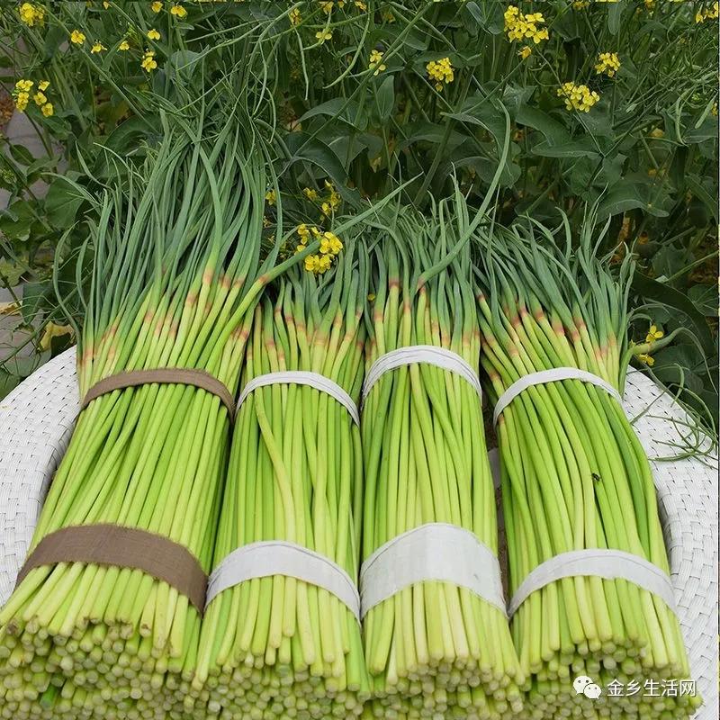 今日金鄉(xiāng)蒜片報價動態(tài)，變化中的學(xué)習(xí)助力實現(xiàn)夢想與自信