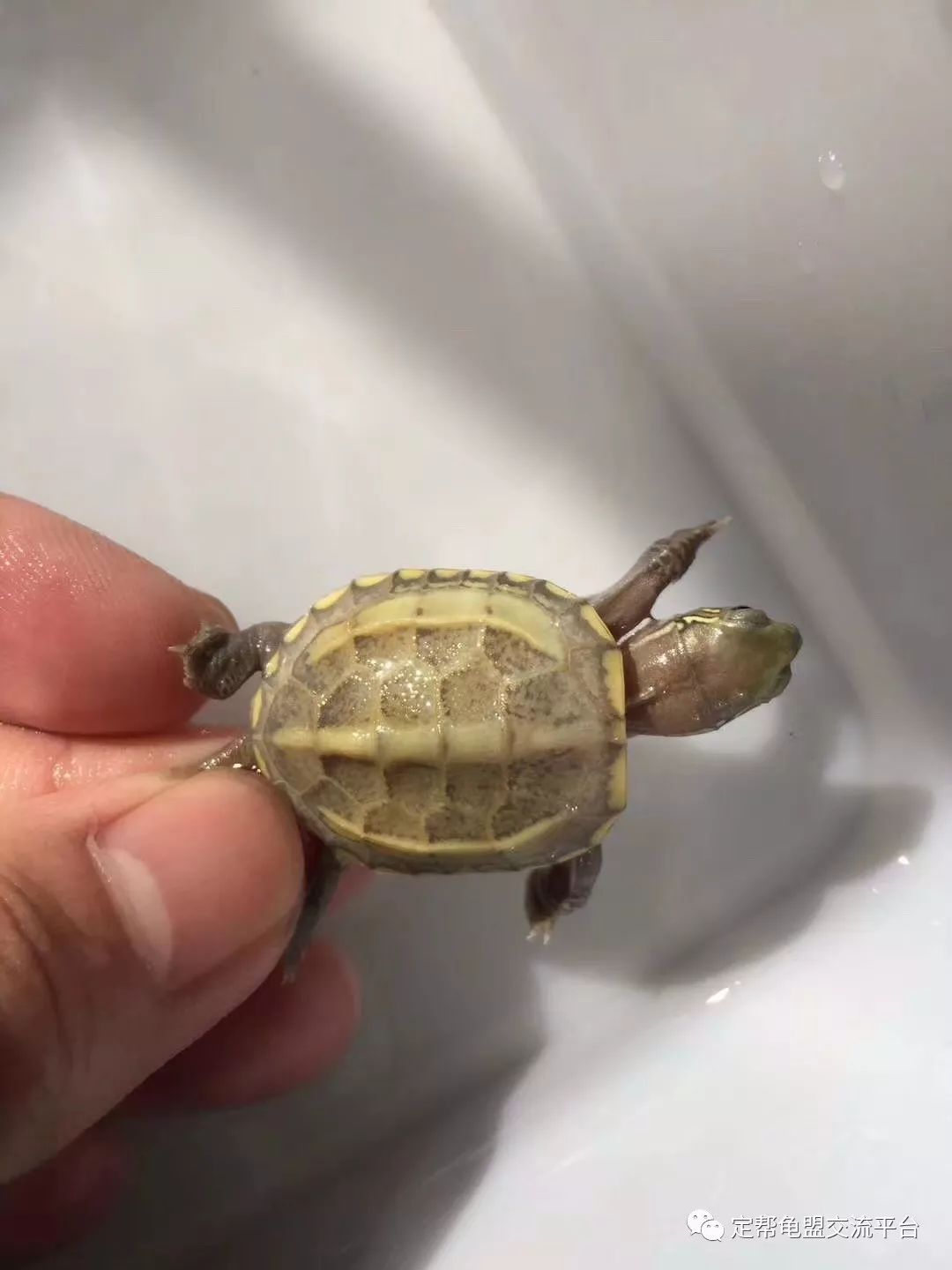 龜類養(yǎng)殖市場(chǎng)探索，多元視角下的市場(chǎng)分析與展望