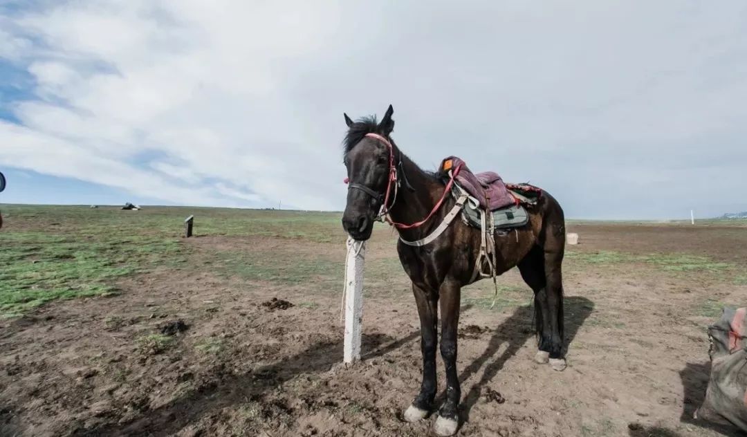 脫疆鳴鑾最新，時(shí)代變遷下的影響與展望