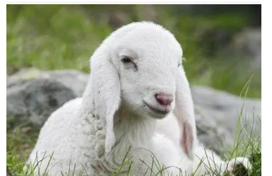 最新逗比羊，背景、事件與時代印記一網(wǎng)打盡！