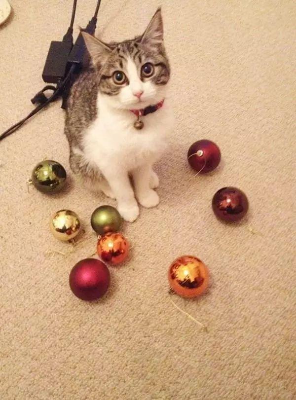 貓咪最新收藏，自然美景的心靈之旅，探索貓咪與大自然的獨特魅力