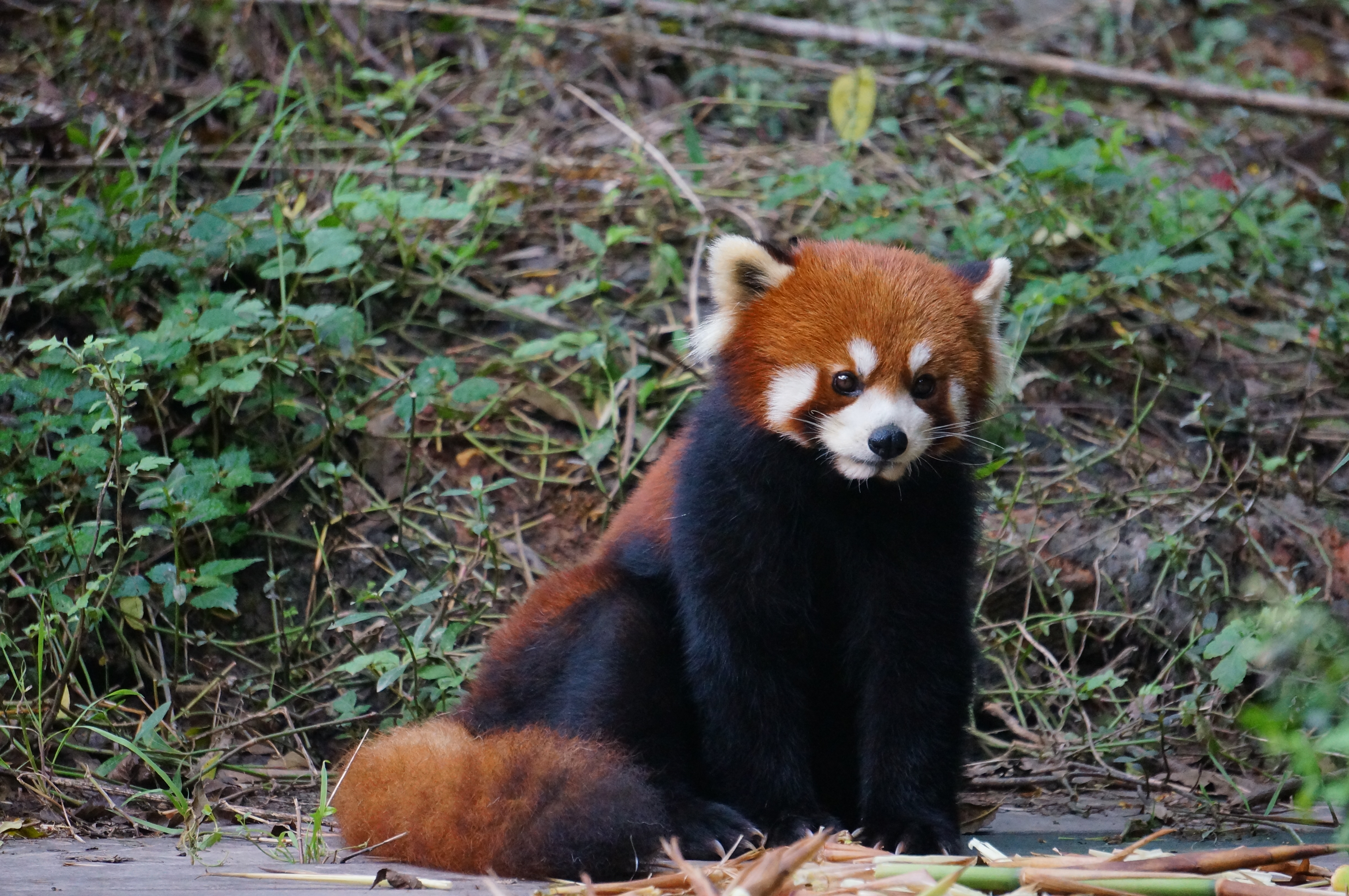 巷弄深處的小熊貓?zhí)厣〉?，味蕾上的未知奇? width=