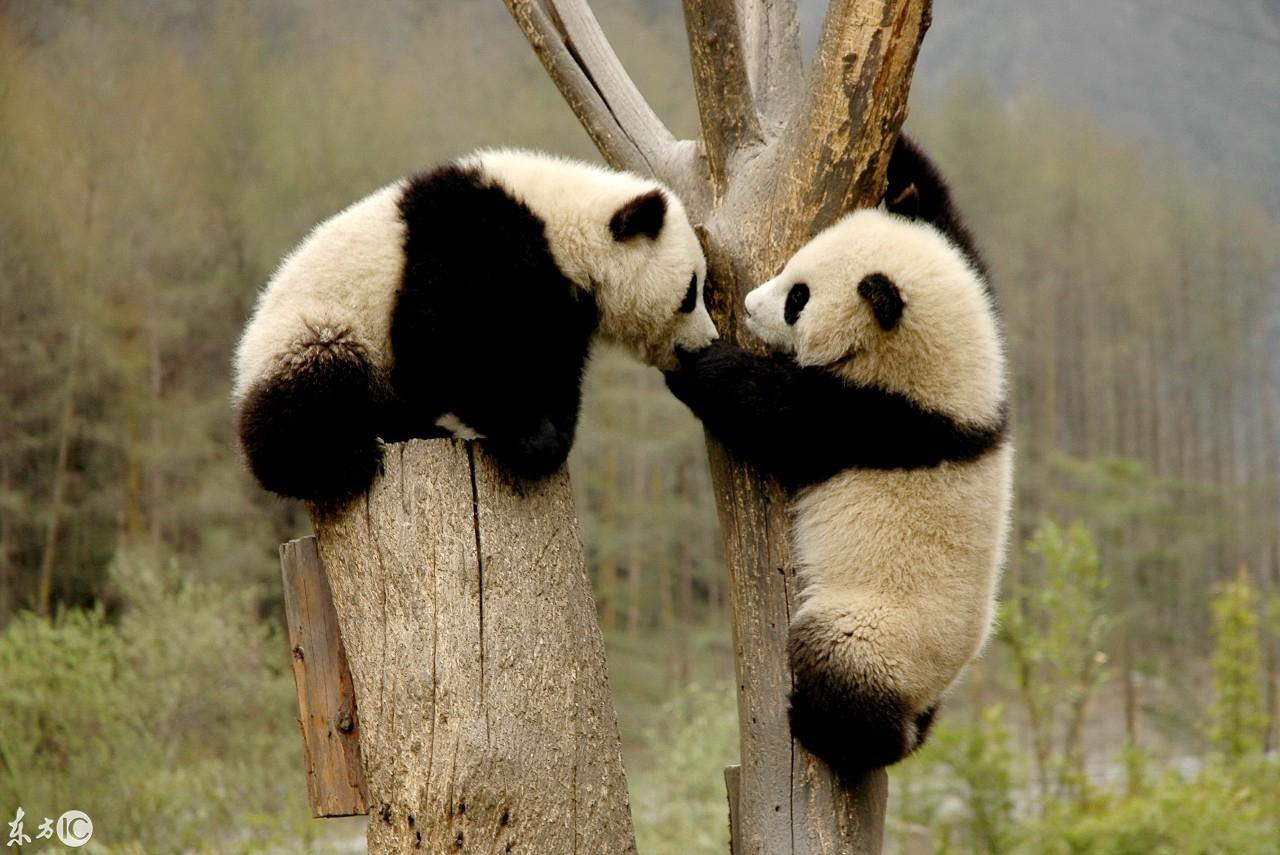 熊貓日記，學(xué)習(xí)、變化、自信與成長的最新記錄