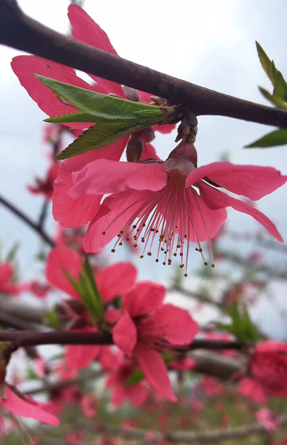 桃花最新版操作指南，從初學者到進階用戶的通用教程