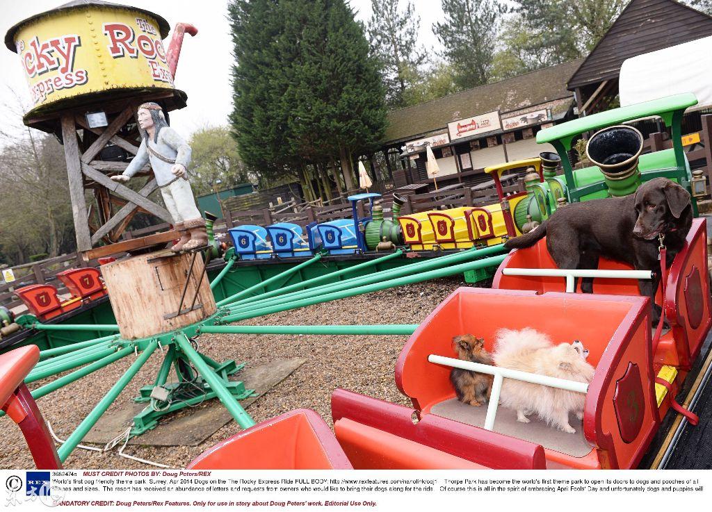 最新寵物項(xiàng)目，啟程勵(lì)志之旅，探尋自信與成就之源