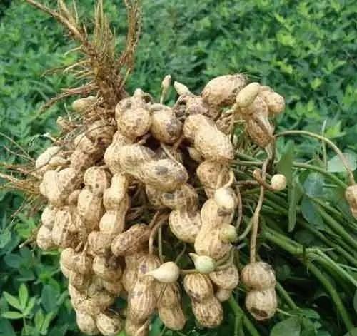 一粒種子的成長(zhǎng)與無(wú)限可能，今日花生最新價(jià)格揭秘