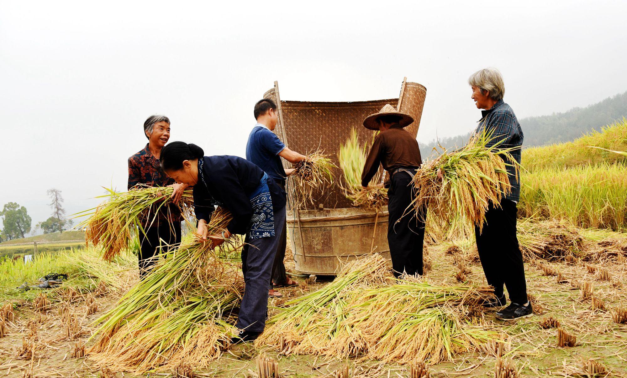 最新收稻機(jī)助力高效農(nóng)業(yè)收割??