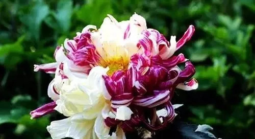 世上唯一的花最新章節(jié)獲取攻略，輕松掌握閱讀指南