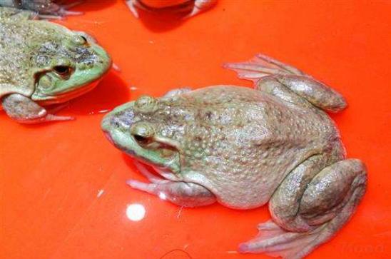 牛蛙最新收購價格，自然美景探索之旅啟程