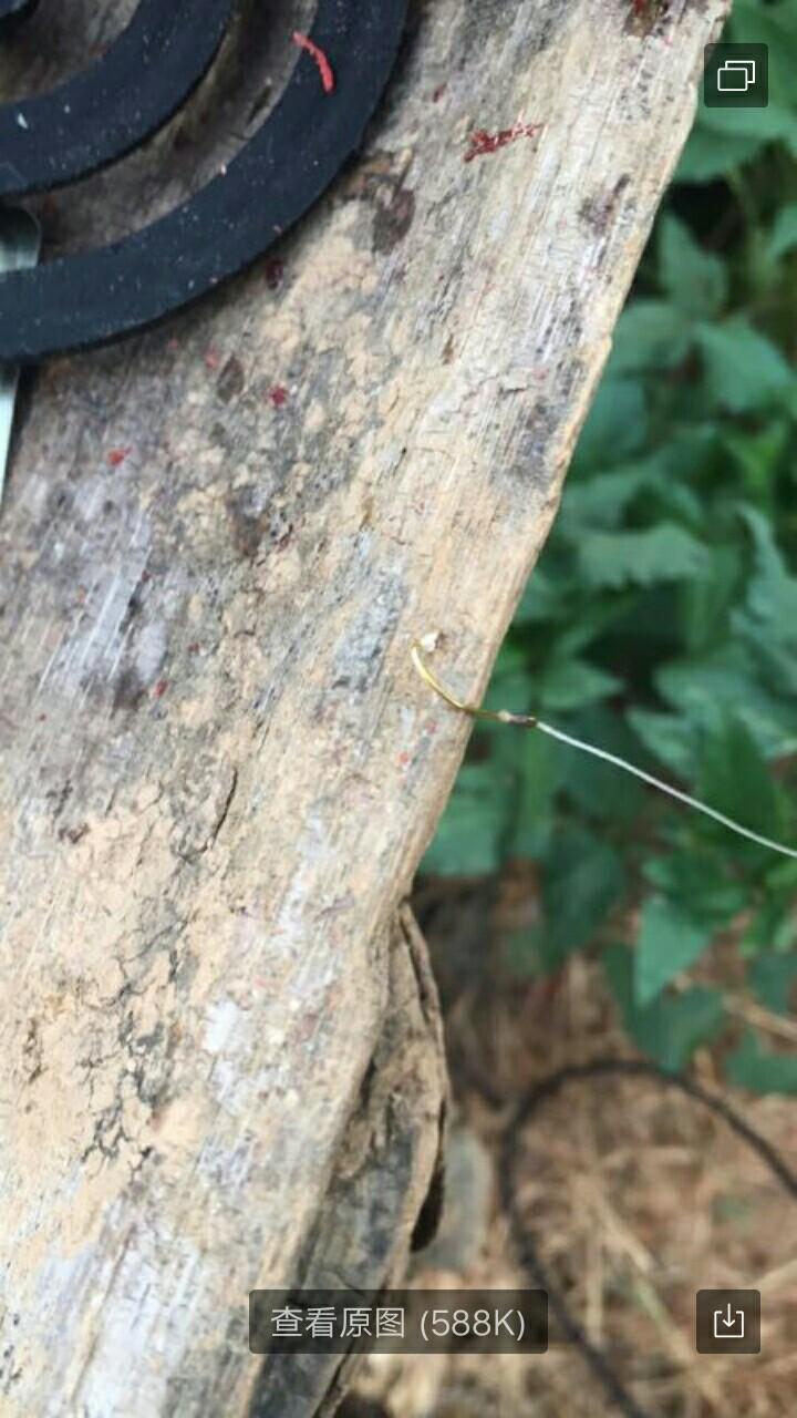 圓吻鲴魚最新釣法詳解與論述，釣獲秘訣大揭秘！