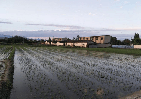 四川敖平川芎最新價(jià)格概覽，最新價(jià)格信息一覽無余