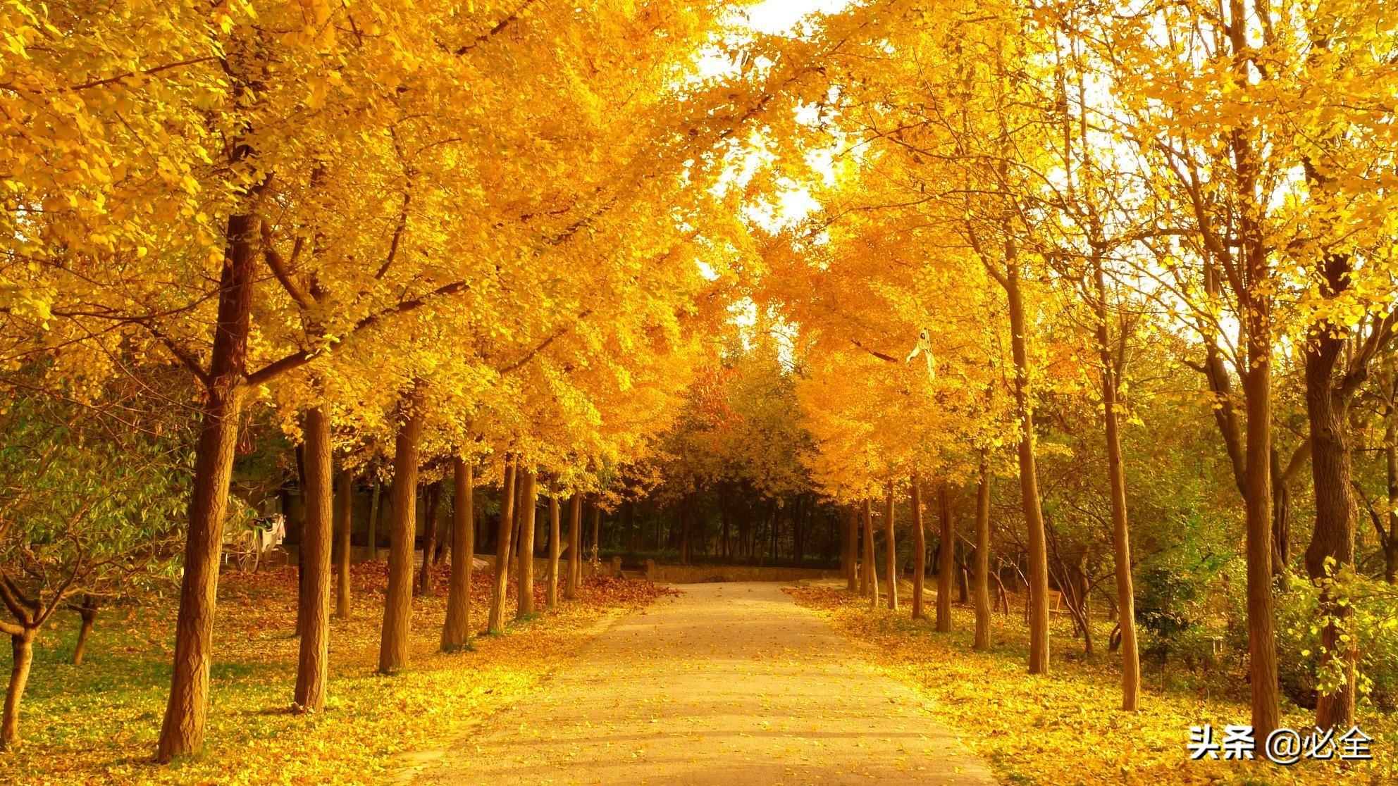 時代背景下的綠色價值探析，20公分銀杏樹最新價格揭秘