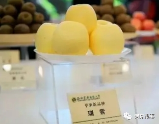 瑞陽瑞雪蘋果最新動(dòng)態(tài)更新，最新消息揭秘