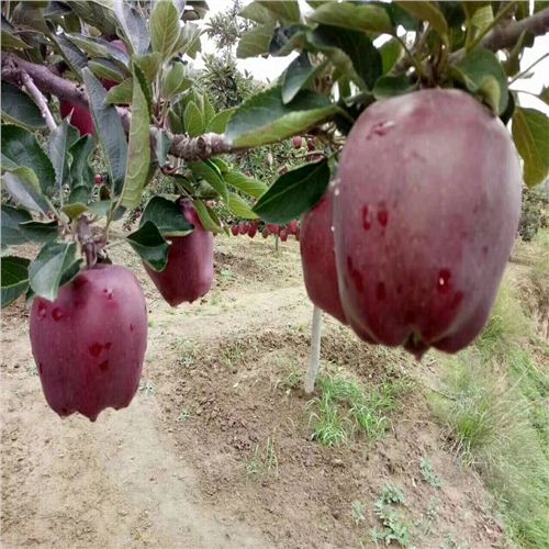 紅寶石甜蘋果最新動態(tài)，科技前沿的甜蜜之旅揭秘