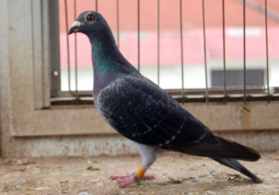 最新羅漢說鴿119期視頻，揭秘小巷中的隱藏美食天堂