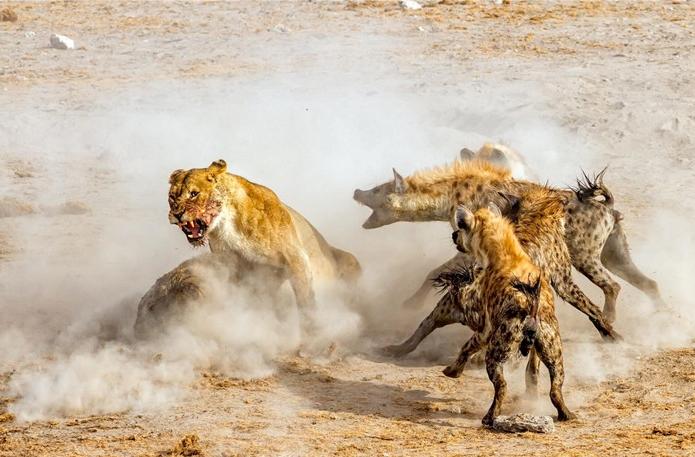 叢林大作戰(zhàn)2最新版，友情冒險之旅開啟！